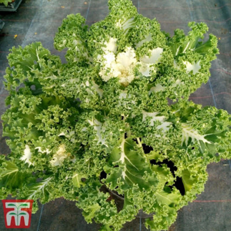 Image of Thompson & Morgan Kale Frost Byte F1 1 Seed Packet (20 Seeds)