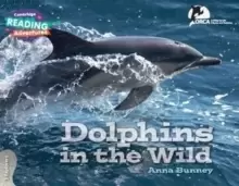 Image of Dolphins in the Wild 3 Explorers