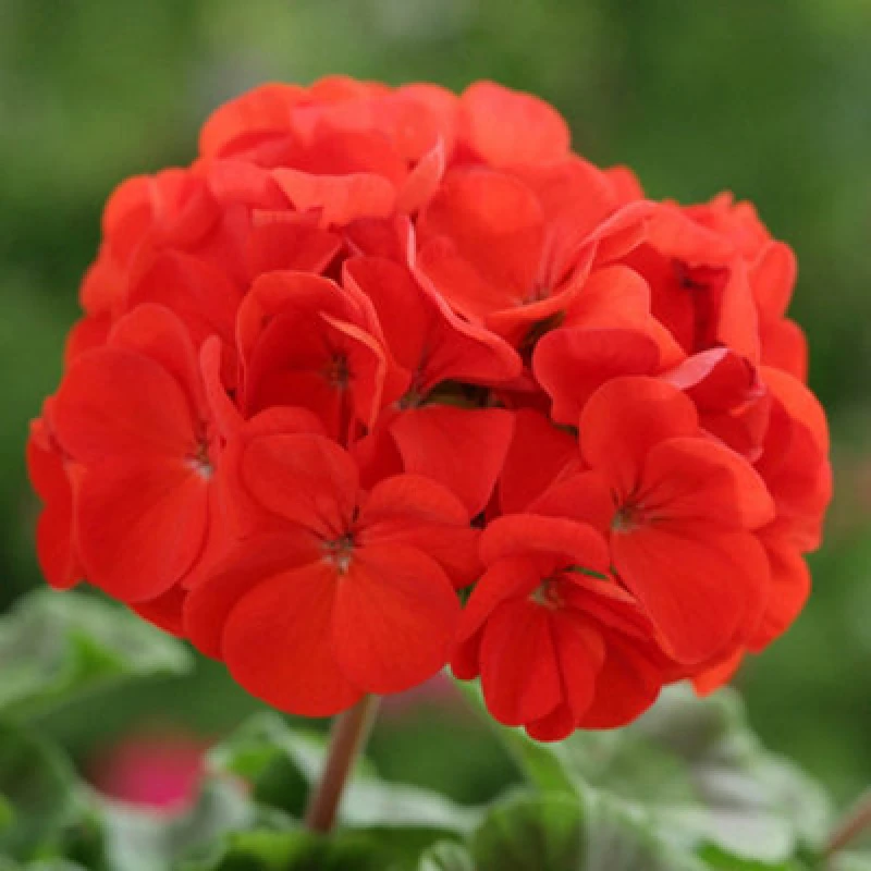Image of You Garden Yougarden Geranium 'fire Queen', Set Of 24 Plug Plants, Ready To Grow On And Plant Out, Summer Flowering For Baskets, Containers A