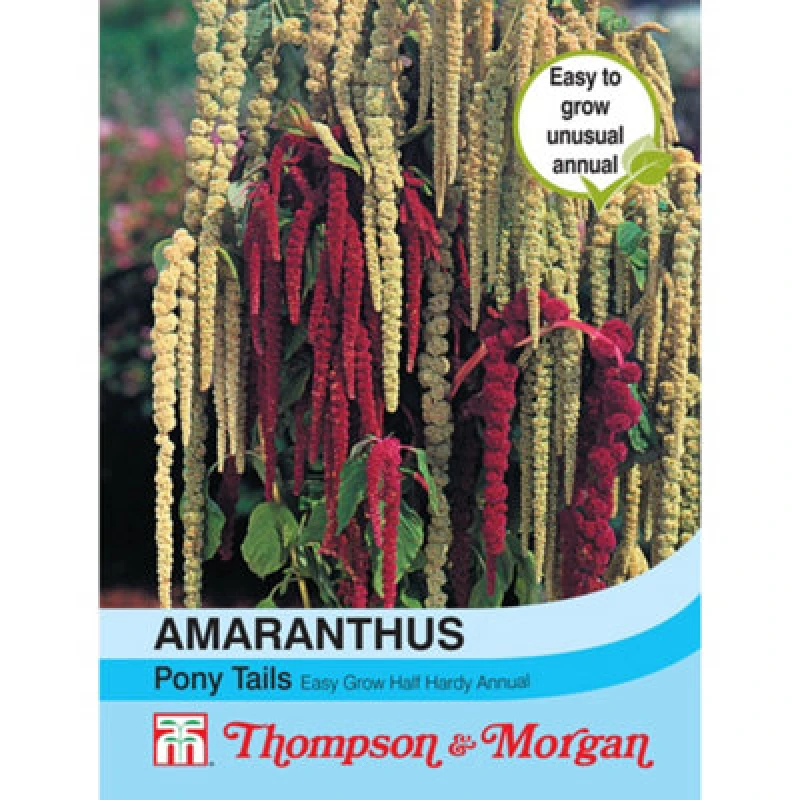 Image of Thompson & Morgan Amaranthus Caudatus Pony Tails Mixed 1 Seed Packet (1000 Seeds)