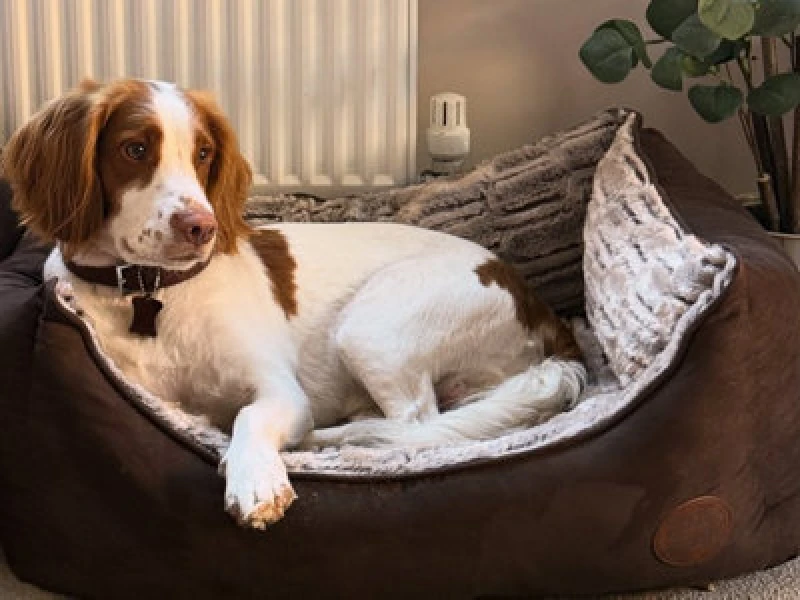 Image of Snug & Cosy Pets Snug And Cosy Novara Brown Rectangle Bed 30"