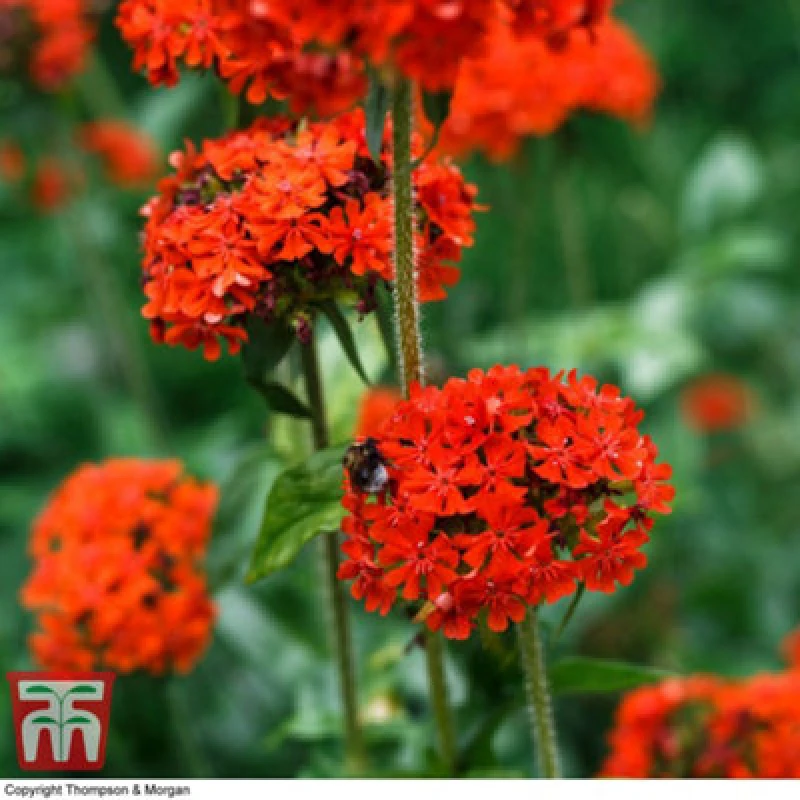 Image of Thompson & Morgan Perennial - Lychnis Chalcedonica - 1 Packet (60 Seeds)