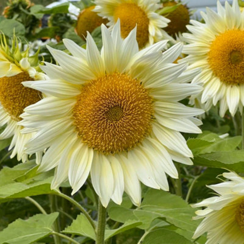 Image of Thompson & Morgan Sunflower Pro Cut White Lite F1 1 Seed Packet