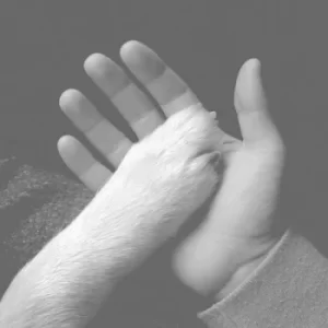 Image of Tasha Sits Close to the Piano by Jaws of Love CD Album