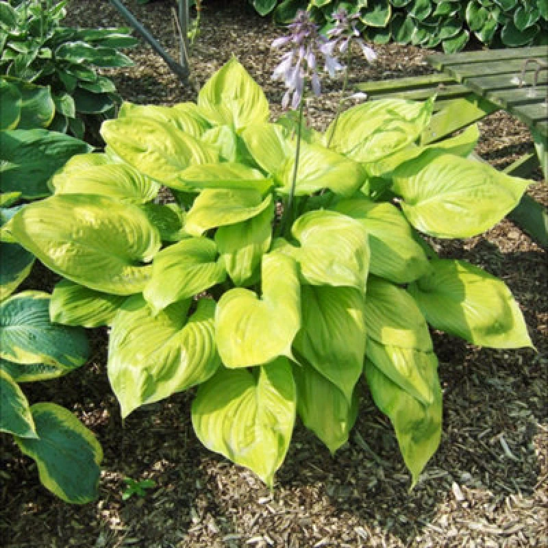 Image of Thompson & Morgan Hosta Hybrid Sum And Substance 9Cm Potted Plant X 1