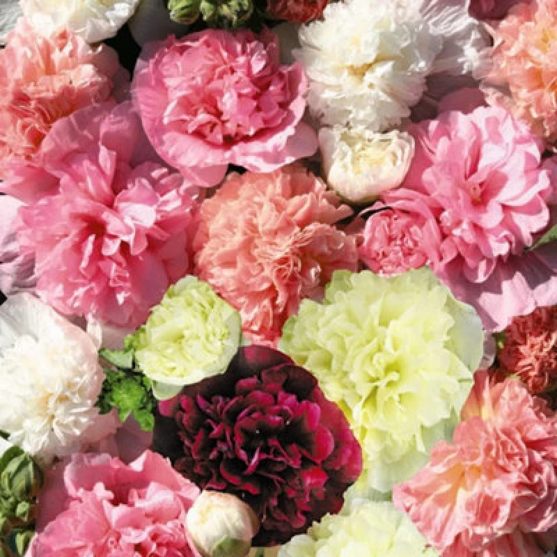 Image of Thompson & Morgan Hollyhock Powder Puffs Mixed 1 Packet (50 Seeds)