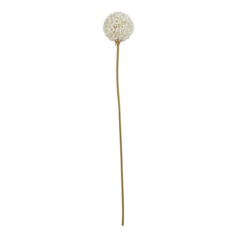 Image of The Natural Garden Collection White Allium