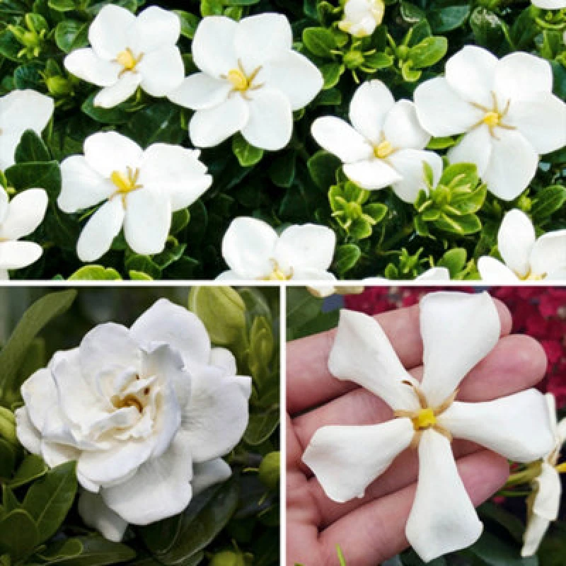 Image of You Garden - Gardenia (Hardy) Collection 9Cm X 3