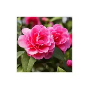Image of Camellia Standard 70-80cm 3L potted