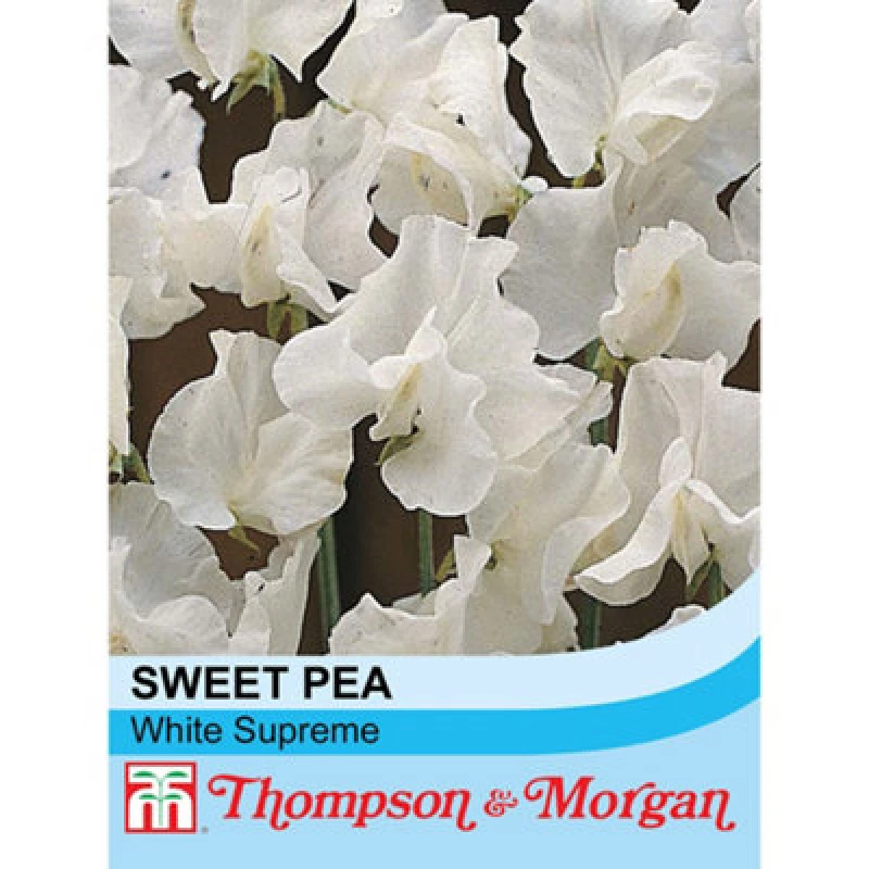 Image of Thompson & Morgan Sweet Pea White Supreme 1 Packet (20 Seeds)