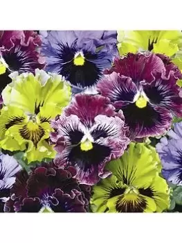 Image of Pansy Frizzle Sizzle Mix (20 Garden Ready Plants)
