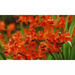 Image of Thompson & Morgan Thompson and Morgan Crocosmia Spitfire 5 Bulbs