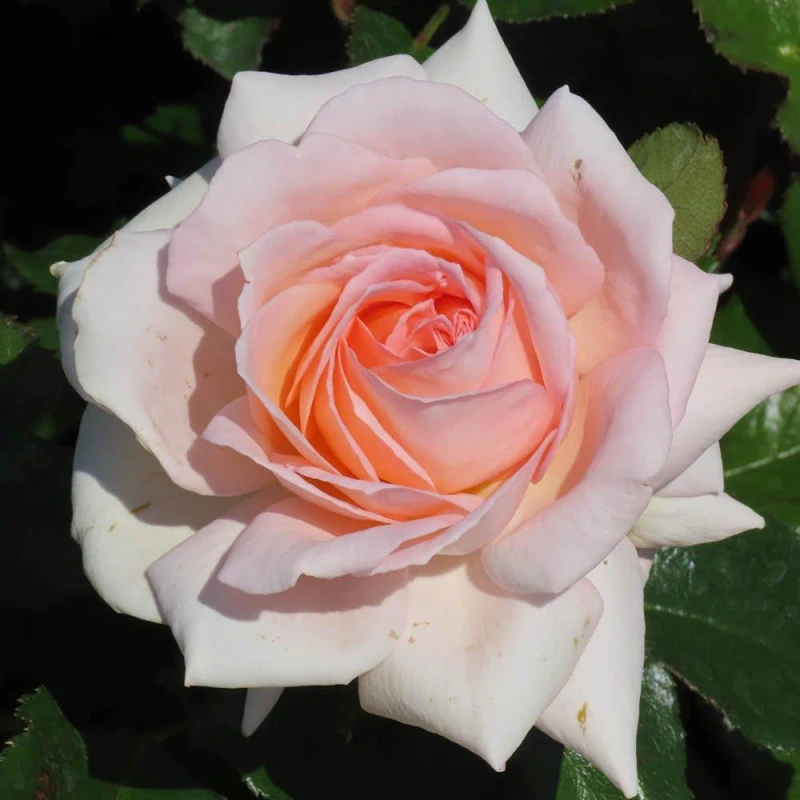 Image of YouGarden Rose Best Mum Ever (4L Pot) Roses 4L Pot Pink 39339706000