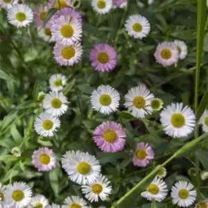 Image of YouGarden Erigeron karvinskianus 3 x 9cm - Brown