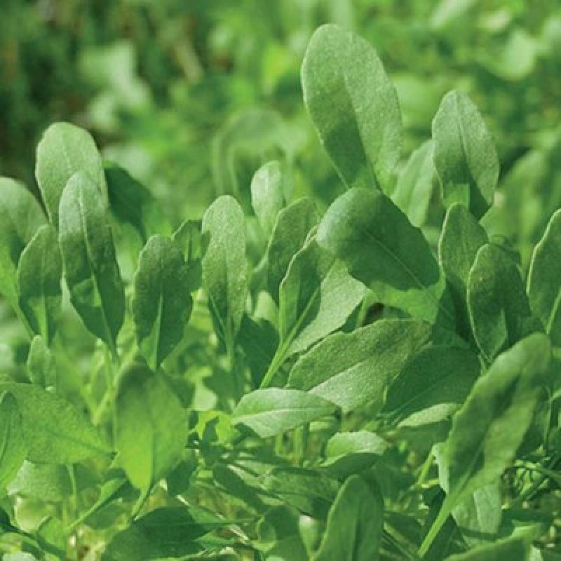 Image of Thompson & Morgan Herb Rocket Discovery 1 Seed Packet