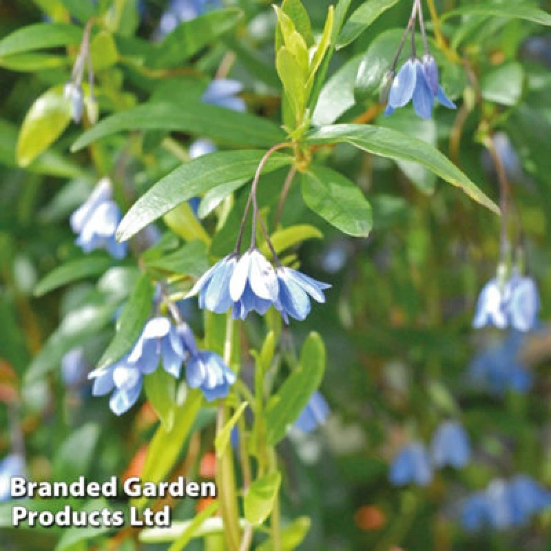 Image of Thompson & Morgan Sollya Heterophylla 9Cm Pot X 1