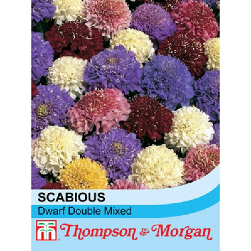 Image of Thompson & Morgan Scabious Dwarf Double Mixed 1 Packet (70 Seeds)