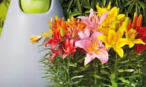 Image of Lily Joy Mixed Bulbs: 10