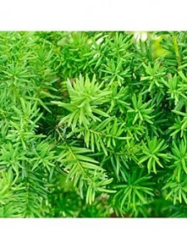 Image of Yew Hedging - 10 Plants - 10 Plants