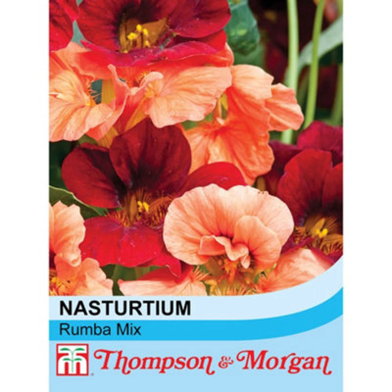 Image of Thompson & Morgan Nasturtium Rumba Mixed 1 Seed Packet (30 Seeds)