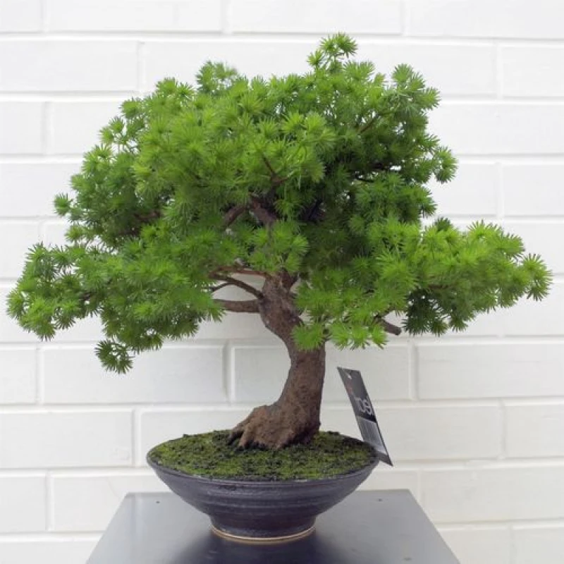 Image of Leaf 50cm Artificial Luxury Pine Bonsai Tree