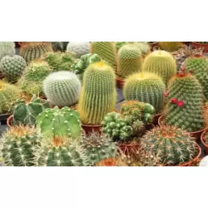 Image of Thompson & Morgan Thompson and Morgan Cactus 5.5cm x 3 + ceramic small metallic pots x 3