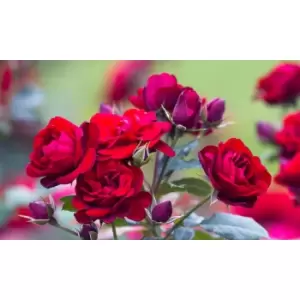 Image of Thompson & Morgan Thompson and Morgan Rose 'Breeder's Choice Collection' (Hybrid Tea Rose)Gold Pink and Red