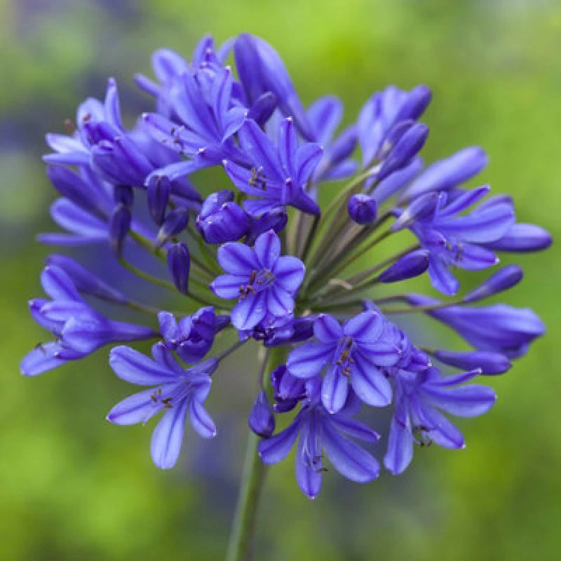 Image of Yougarden Natural Agapanthus Africanus 'blue African Lily' X 10 Bare Roots Plants, Outdoor Garden Ready Perennial Plants, Perfect