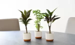 Image of Houseplant Tropical Mix 6cm: Three Plants