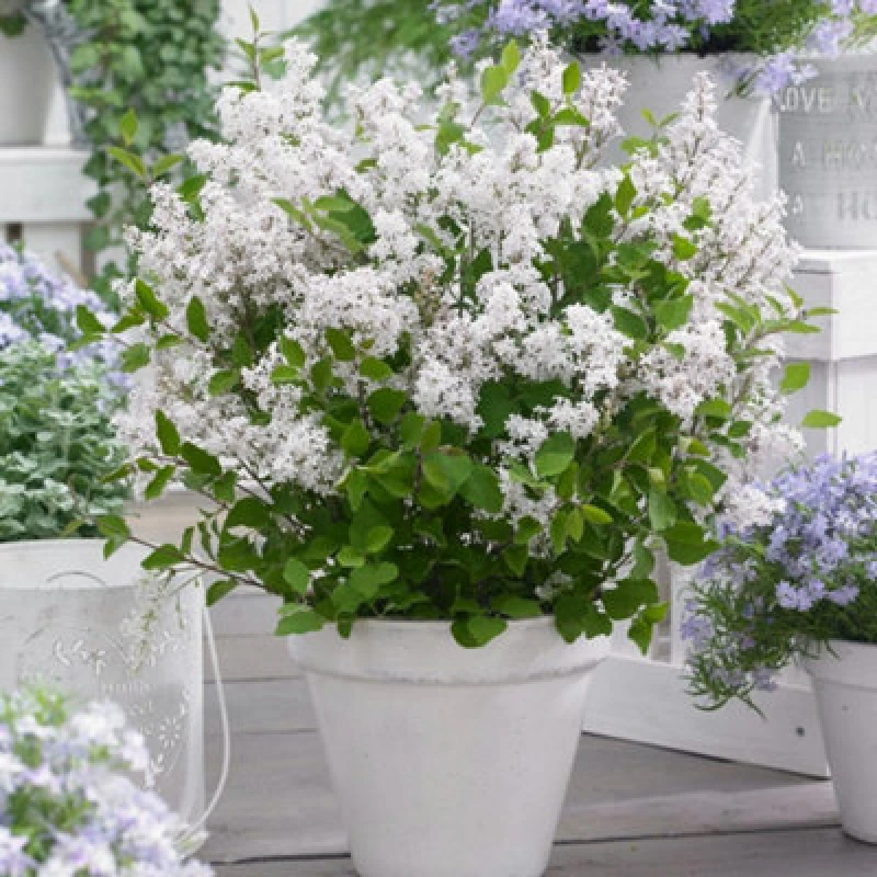 Image of Thompson & Morgan Syringa Meyeri Flowerfesta White (Standard) 3 Litre Potted Plant X 1