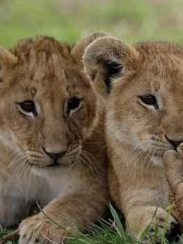 Image of Virgin Experience Days Family Ticket For Knowsley Safari Park, Merseyside, Women