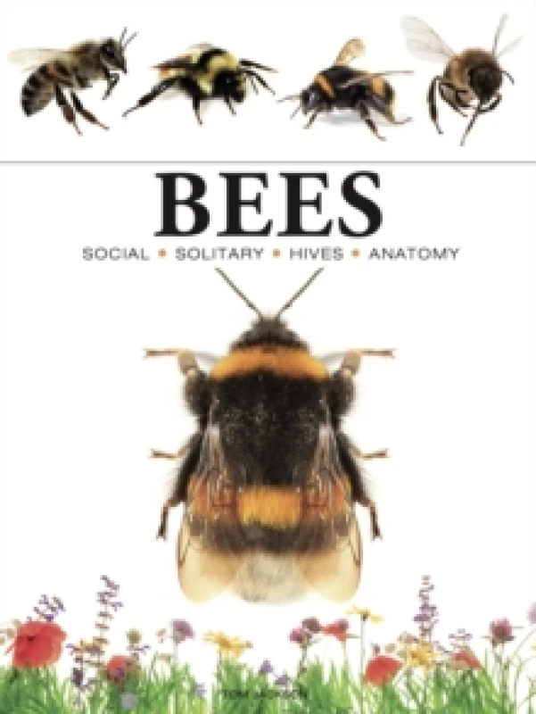 Image of Bees Paperback / softback