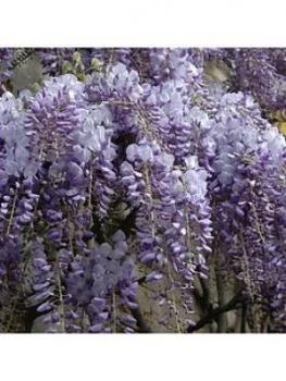 Image of Wisteria 'Amethyst Falls' 10.5Cm Pot