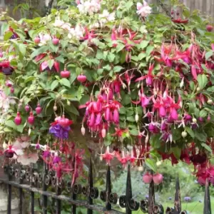 Image of Yougarden Preplanted Trailing Fuchsia Hanging Basket
