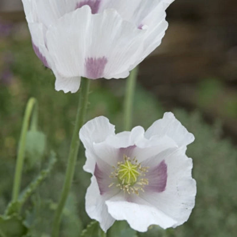 Image of Thompson & Morgan Papaver Somniferum Album 1 Seed Packet