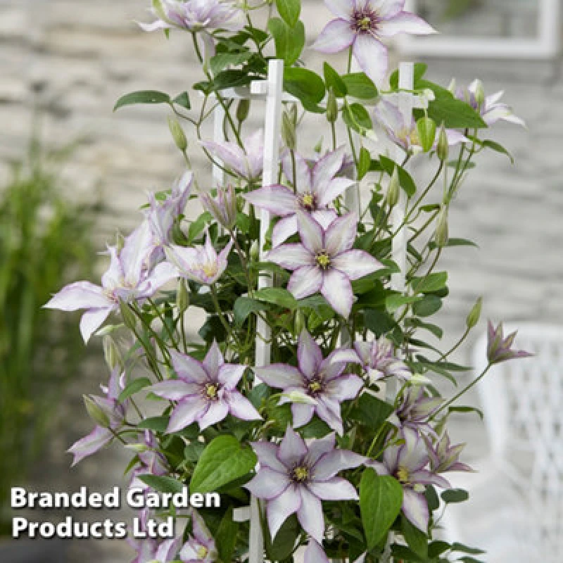 Image of Thompson & Morgan Clematis Samaritan Jo 15Cm Potted Plant X 1