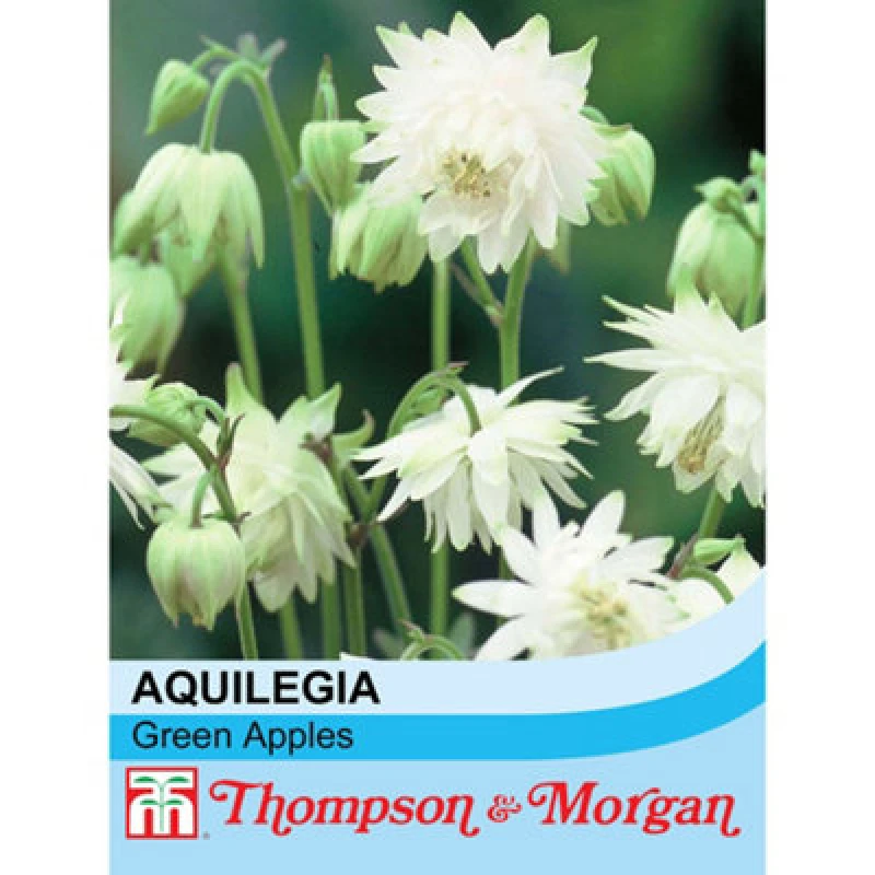 Image of Thompson & Morgan Aquilegia X Hybrida Green Apples 1 Seed Packet (20 Seeds)