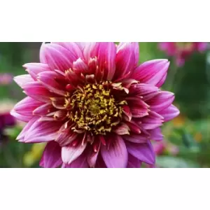 Image of Thompson & Morgan Thompson and Morgan Dahlia Mambo 3 Tubers