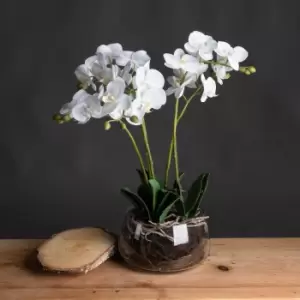 Image of White Orchid In Glass Pot