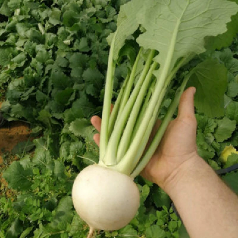 Image of Thompson & Morgan Turnip Silky Sweet F1 1 Seed Packet