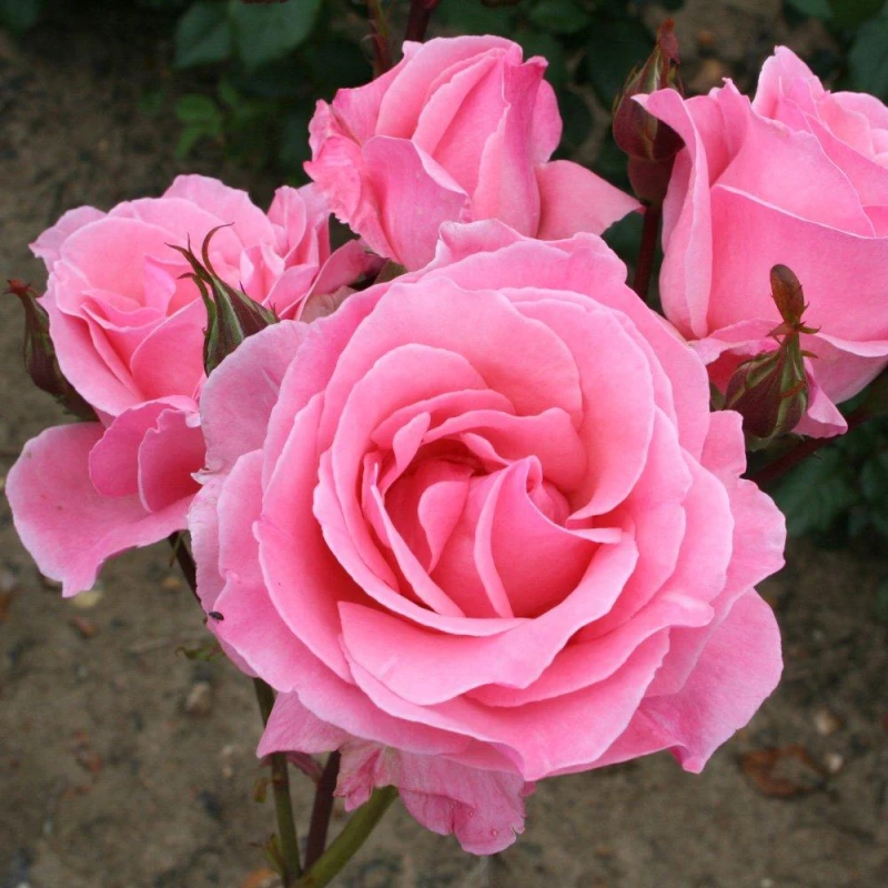 Image of YouGarden Rose Queen Elizabeth (4L Pot) Pink unisex 4L Pot