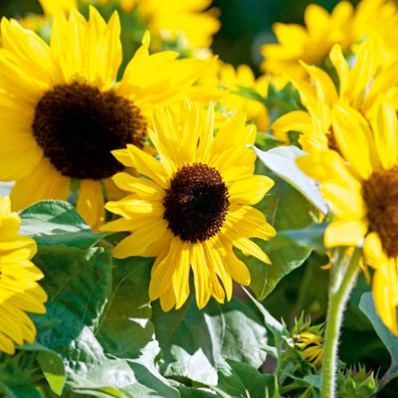 Image of Thompson & Morgan Sunflower F1 Suntastic Yellow 1 Seed Packet (20 Seeds)