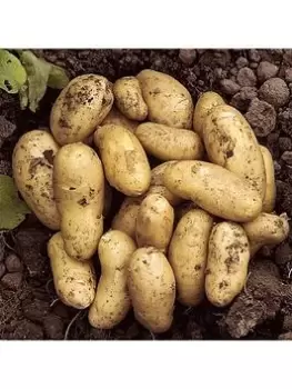 Image of Seed Potato 'Charlotte' (Pack Of 6 Tubers)