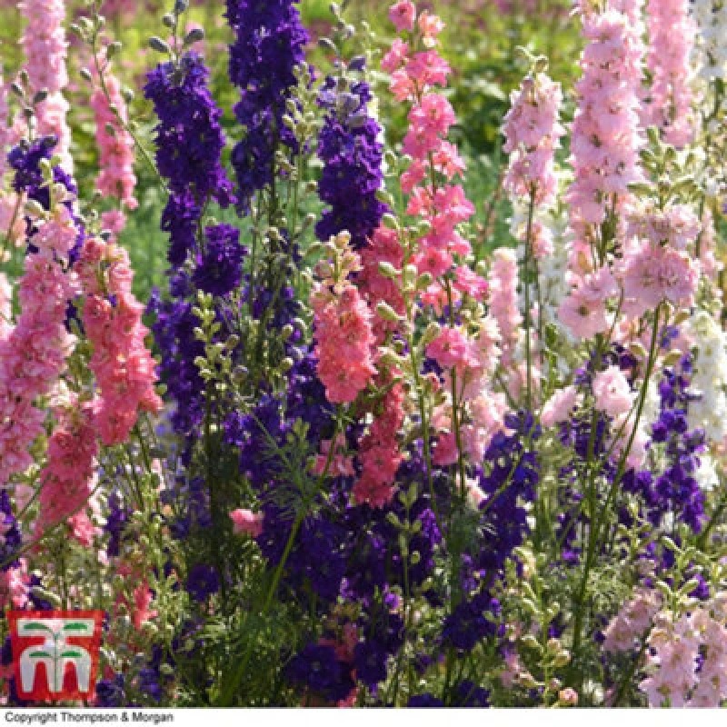 Image of Thompson & Morgan Larkspur The Seven Dwarfs 1 Packet (150 Seeds)