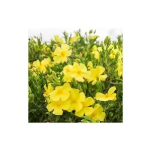 Image of Halimium 'April Sun' 2L 20/25cm