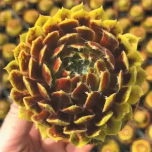 Image of YouGarden Sempervivum Lemon Flare 9cm x3 - Brown