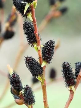 Image of Salix Gracilistyla Melanostachys 3 X 9Cm Pot