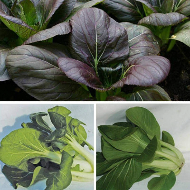 Image of Thompson & Morgan Pak Choi Tricolour Mix 1 Seed Packet