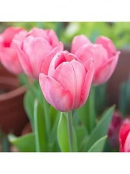 Image of Tulip Van Eijk 25 X Bulbs