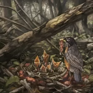 Image of The Acacia Strain Step into the light CD multicolor